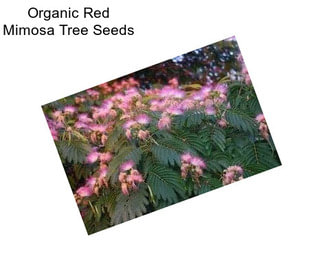 Organic Red Mimosa Tree Seeds