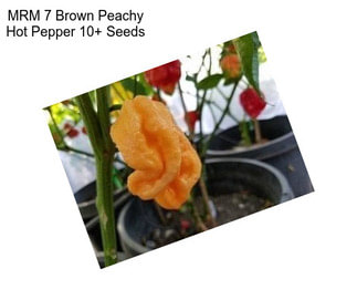 MRM 7 Brown Peachy Hot Pepper 10+ Seeds