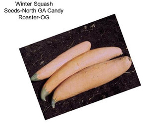 Winter Squash Seeds-North GA Candy Roaster-OG