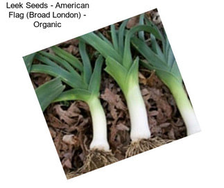Leek Seeds - American Flag (Broad London) - Organic