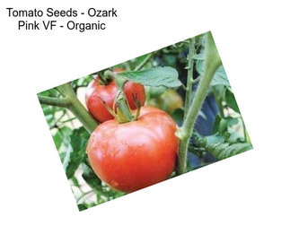 Tomato Seeds - Ozark Pink VF - Organic