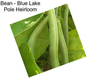 Bean - Blue Lake Pole Heirloom