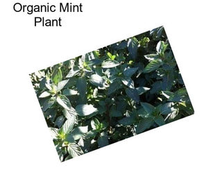 Organic Mint Plant