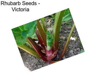 Rhubarb Seeds - Victoria