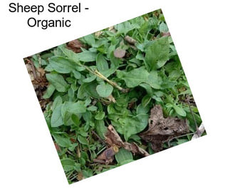 Sheep Sorrel - Organic