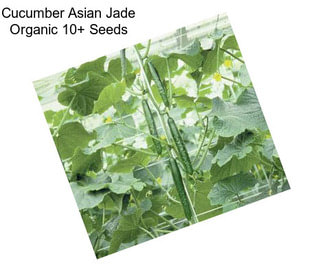 Cucumber Asian Jade Organic 10+ Seeds