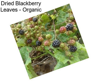 Dried Blackberry Leaves - Organic