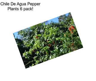 Chile De Agua Pepper Plants 6 pack!