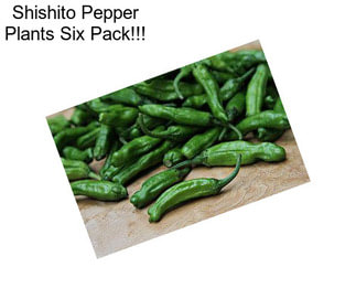 Shishito Pepper Plants Six Pack!!!