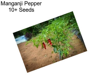Manganji Pepper 10+ Seeds