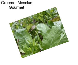 Greens - Mesclun Gourmet