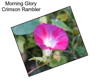 Morning Glory Crimson Rambler