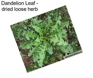 Dandelion Leaf - dried loose herb