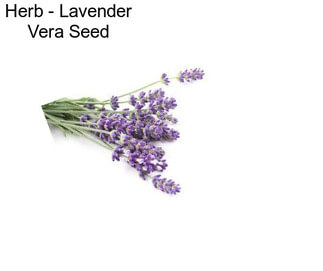 Herb - Lavender Vera Seed
