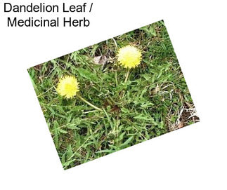 Dandelion Leaf / Medicinal Herb