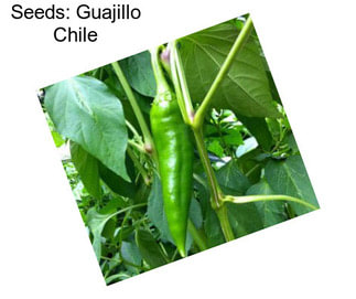 Seeds: Guajillo Chile