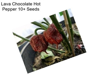 Lava Chocolate Hot Pepper 10+ Seeds