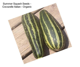 Summer Squash Seeds - Cocozelle Italian - Organic