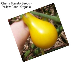 Cherry Tomato Seeds - Yellow Pear - Organic