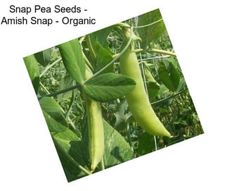 Snap Pea Seeds - Amish Snap - Organic