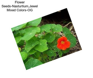 Flower Seeds-Nasturtium,Jewel Mixed Colors-OG
