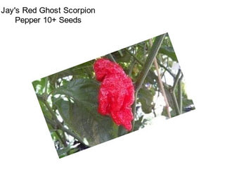 Jay\'s Red Ghost Scorpion Pepper 10+ Seeds