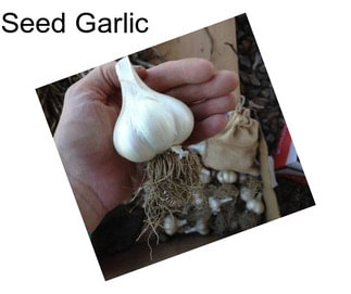 Seed Garlic