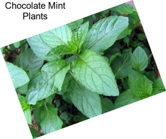 Chocolate Mint Plants