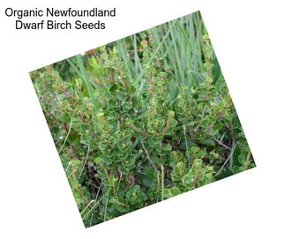 Organic Newfoundland Dwarf Birch Seeds