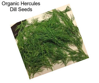 Organic Hercules Dill Seeds