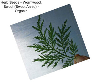 Herb Seeds - Wormwood, Sweet (Sweet Annie) - Organic