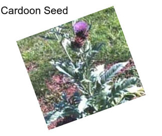 Cardoon Seed
