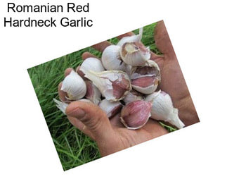 Romanian Red Hardneck Garlic