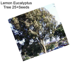 Lemon Eucalyptus Tree 25+Seeds