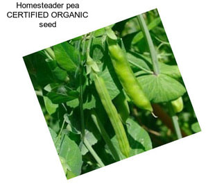 Homesteader pea CERTIFIED ORGANIC seed
