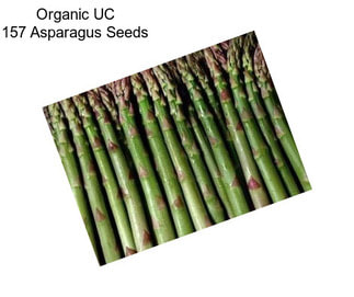 Organic UC 157 Asparagus Seeds
