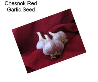 Chesnok Red Garlic Seed