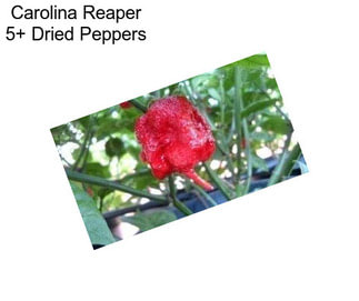 Carolina Reaper 5+ Dried Peppers