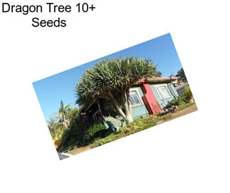 Dragon Tree 10+ Seeds