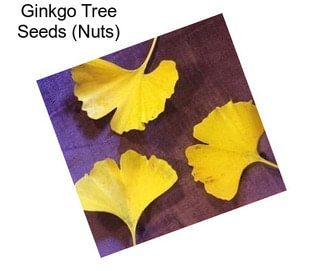 Ginkgo Tree Seeds (Nuts)
