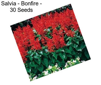 Salvia - Bonfire - 30 Seeds