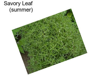 Savory Leaf     (summer)