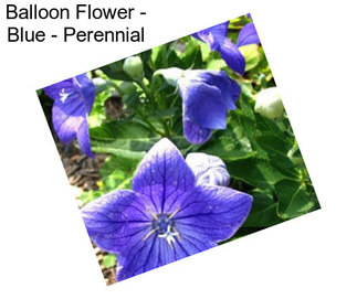 Balloon Flower - Blue - Perennial