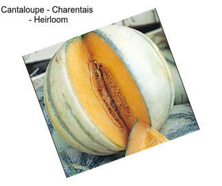 Cantaloupe - Charentais  - Heirloom