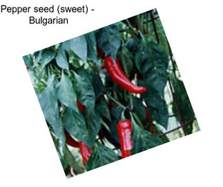 Pepper seed (sweet) -  Bulgarian