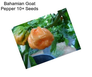 Bahamian Goat Pepper 10+ Seeds