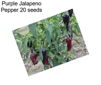 Purple Jalapeno Pepper 20 seeds