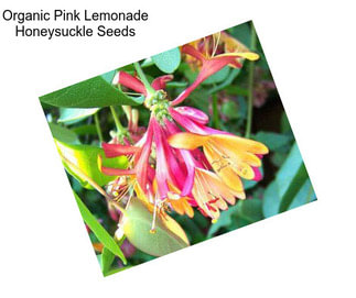 Organic Pink Lemonade Honeysuckle Seeds