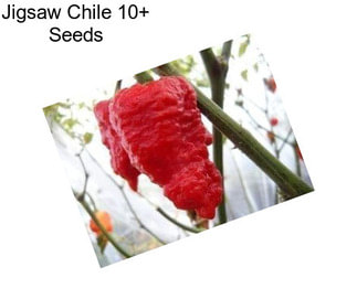 Jigsaw Chile 10+ Seeds