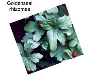 Goldenseal rhizomes